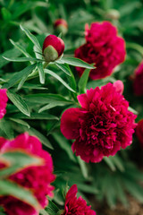 Red peonies in the garden. Blooming red peony.