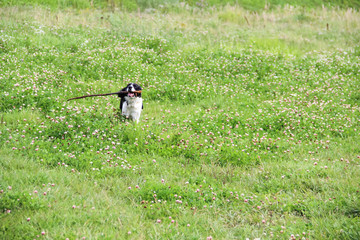 Black and white spanial holding a stick