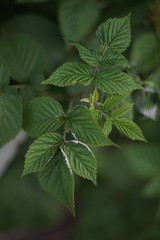 Young leaves of raspberry in the garden