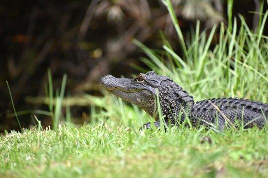 A young alligator soaks up some sun on the bank of a South Georgia swamp.