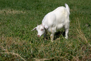 little goat eating grass in the meadow farming