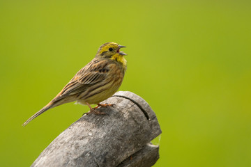 Yellowhammer (Emberiza citrinella). A singing bird on a beautiful green background. Polesie. Ukraine