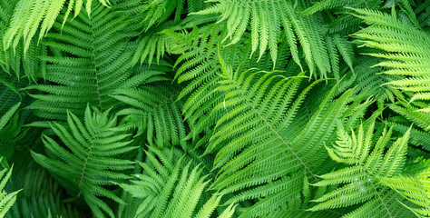 Naklejka na ściany i meble Green fern pattern background. Fresh green leaves texture