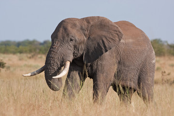 Naklejka na ściany i meble African bush elephant, loxodonta africana, Kruger national park