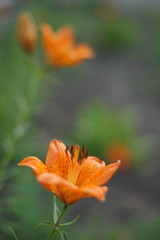 Obraz premium Orange lily flower in the summer garden