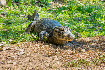 Jacare pantaneiro &aacute;gil vivendo na natureza