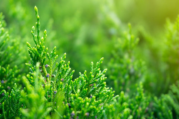 Green juniper pattern background closeup. Fresh green leaves texture