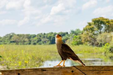 Gavião em busca de presa para se alimentar
