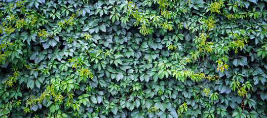 Green ivy background. Fresh green leaves texture