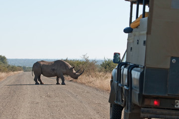 black rhinoceros, hook lipped rhinoceros,  diceros bicornis, Kruger national park