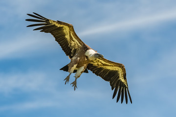 Portrait of a Griffon vulture, Gyps fulvus, flying
