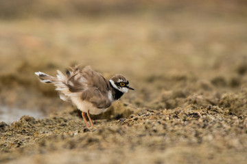 Little ringed plover (Charadrius dubius). Polesie. Ukraine