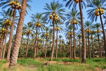 Obraz premium Palmeraie Tolga algerie