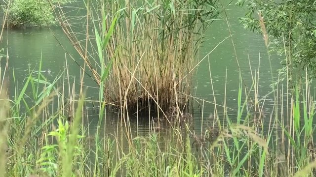 i suoni del biotopo