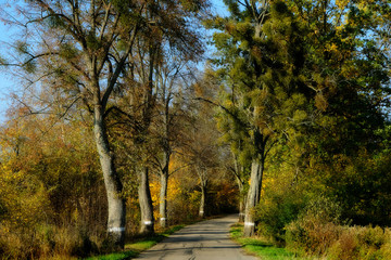 Autumn road