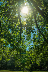 Fototapeta na wymiar Branches full of green leaves on a forest in a sunny day