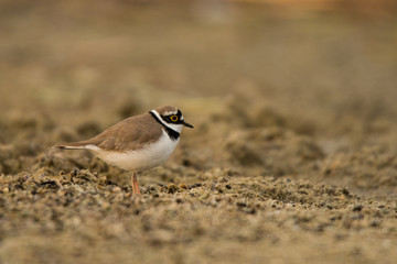 Little ringed plover (Charadrius dubius). Polesie. Ukraine