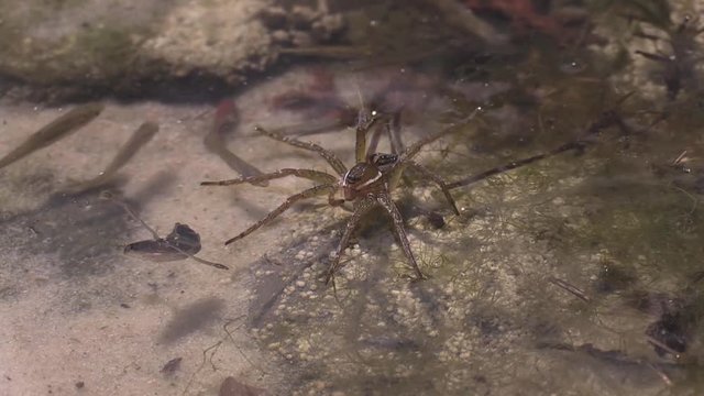 Fishing spiders captures backswimmer 1180 8