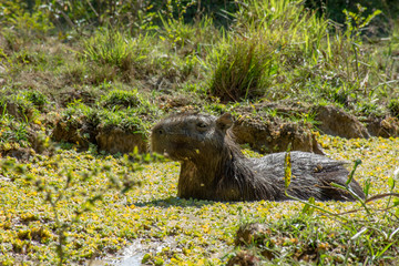 Fototapeta premium Capivara herbívora no habitat natural agua refresca