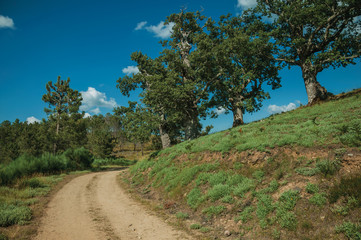 Fototapeta na wymiar Dirt road and leafy oaks on top of hill