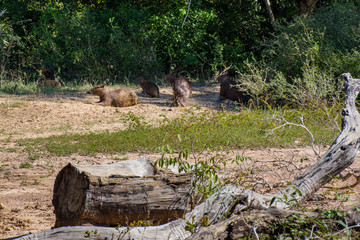 Capivara herbívora no habitat natural agua refresca