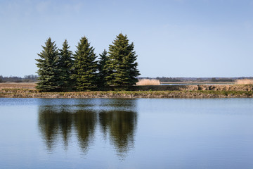 Fototapeta na wymiar Beautiful landscape with five ciferous trees on the lake shore.