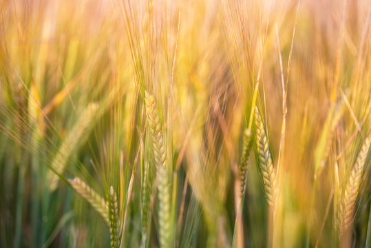 Golden ears of barley close up cornfield Background . 