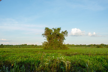 Wetland view native forest and blue sky