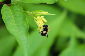 Bumble Bee on and honeysuckle blossom
