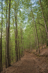 Dirt trail passing through green leafy beech forest