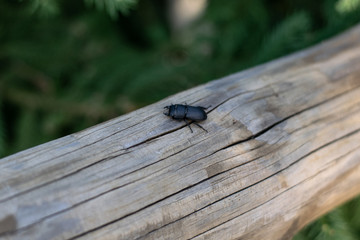 beetle creeps on a tree. wildlife, natural life. Insect