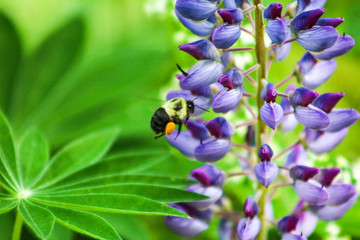 Bumble Bee on Lupine Flower