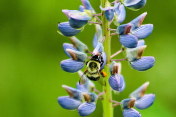 Bumble Bee on Lupine Flower