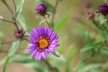 Obraz premium Deep Purple Ester