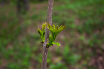 распускающиеся листья на дереве