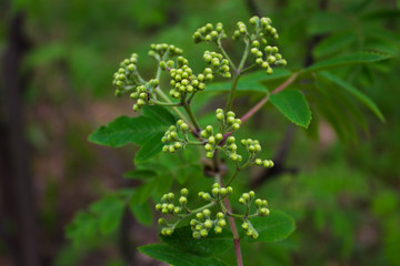 бутоны на ветке