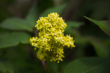 желтые цветы