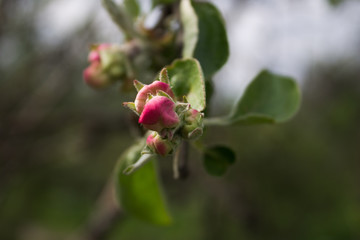 цветущая яблоня