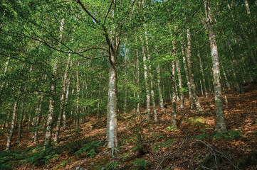 Leafy beech forest with several trees going up the hill