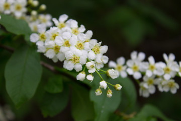 цветы черемухи