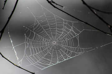 Spiderweb with fog droplets