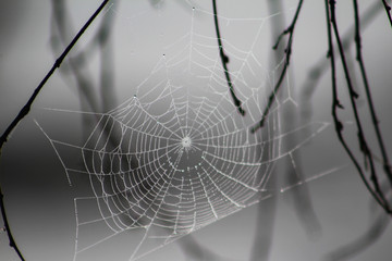 Spiderweb with fog droplets