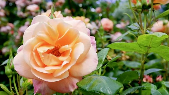 120 fps super slow motion of a pink and orange rose in wind