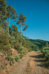 Dirt road on hilly terrain covered by bushes and trees