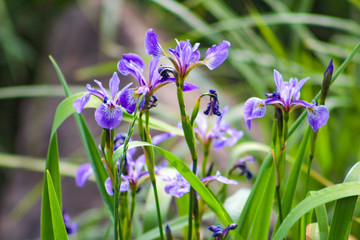 Wild Irises in Maine