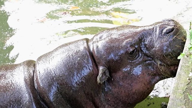 The little hippo open mouth in the water. Hippopotamus baby swims in a pond and want food from people.