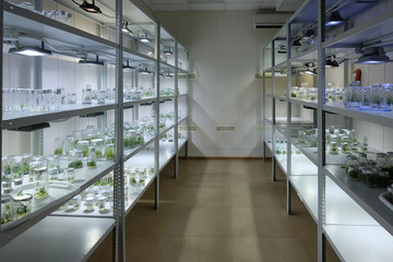 Racks with test tubes with micro plants in vitro illuminated by artificial light