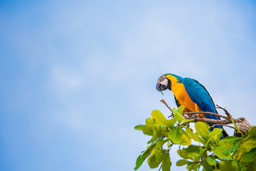 Fototapeta na wymiar Parrots in the sky