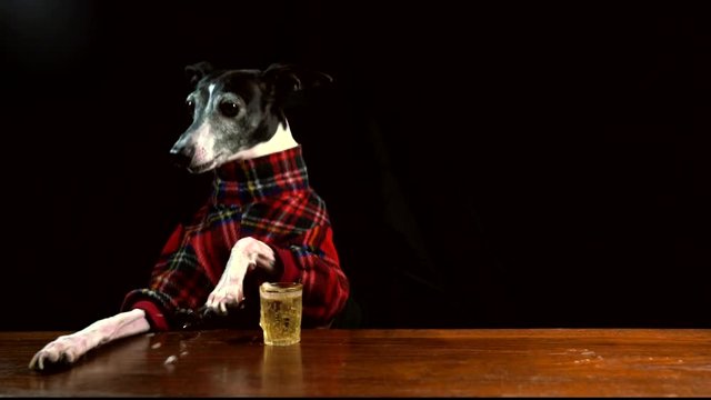 This real time video shows an italian grey hound dog in plaid shirt catching a sliding beer at bar.