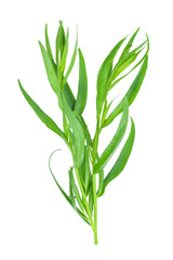 tarragon or estragon isolated on a white background. Artemisia dracunculus. Top view. Flat lay